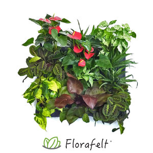 Florafelt panel for vertical garden planted with plant