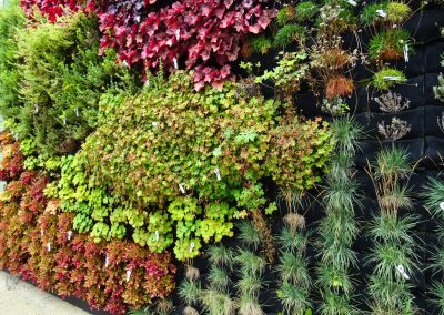 Outdoor green wall - plants