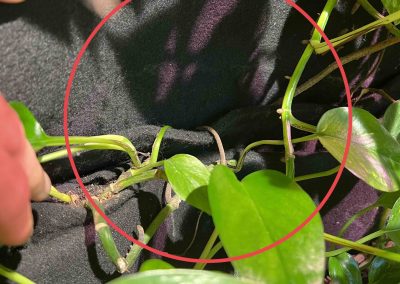 Ogród wertykalny - poprawne ułożenie filcu