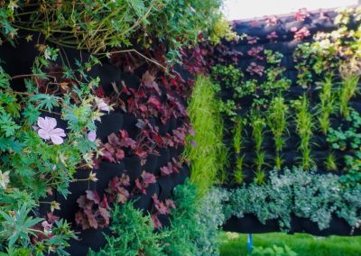 Zielona ściana - obsadzenie roślinami