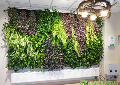 Żywa ściana z roślin w budynku