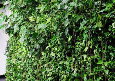 Zielona ściana porośnięta bujnymi roślinami