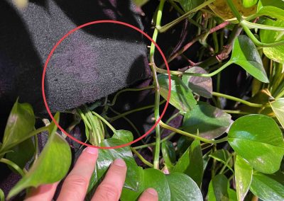 Stretched felt - an element of a green wall
